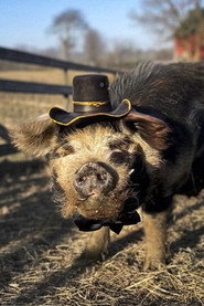 Bashi 'The Pig' 头像