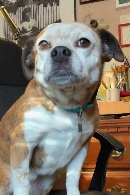 Dorothy the Dog 头像
