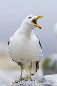 Sully Seagull 头像