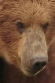 Rowdy the Bear 头像