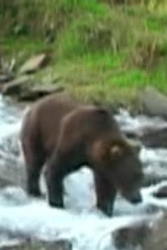 Olie the Bear 头像