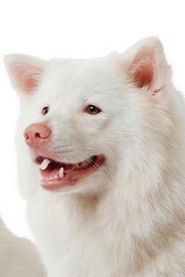 Meechok 头像