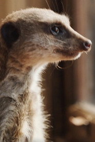 Elvis the Meerkat 头像