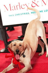 Clyde the Dog 头像