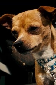 Chester the Chihuahua 头像