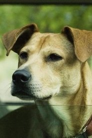 Lucy the Dog 头像