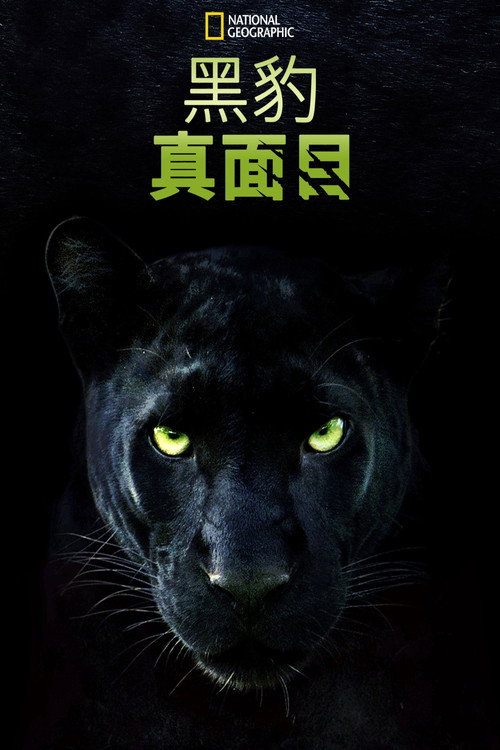 真黑豹无双 海报