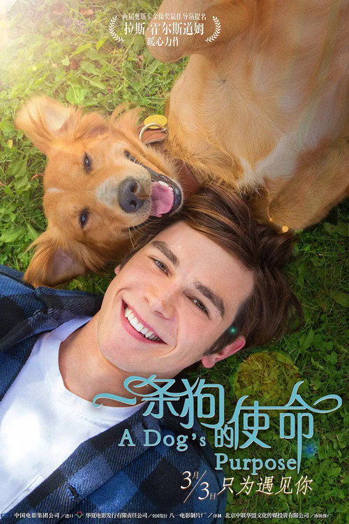 一条狗的使命 海报