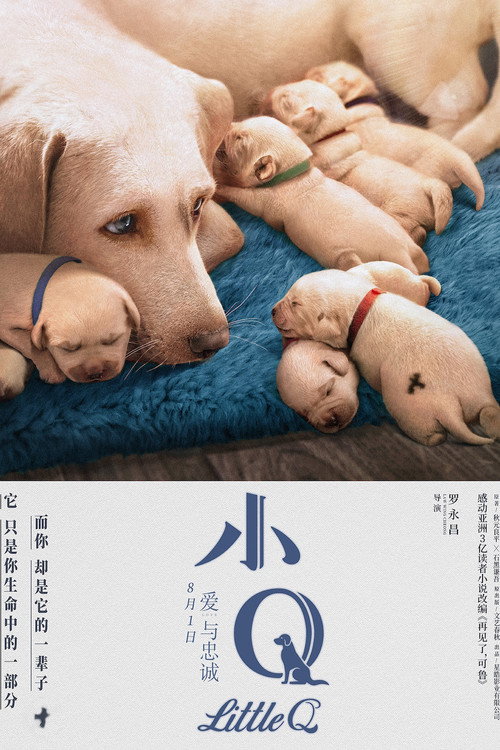 小Q 海报