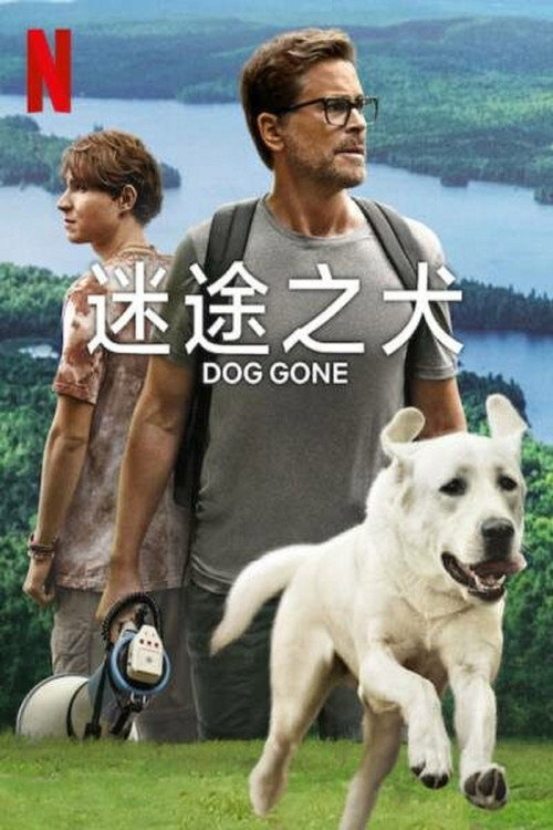 迷途之犬 海报