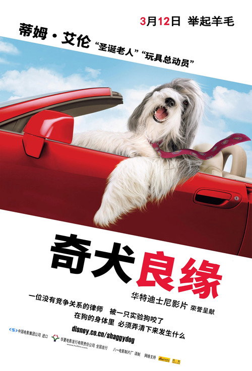 长毛狗 海报