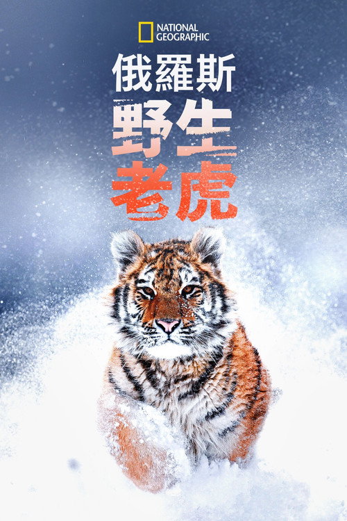 俄罗斯野生老虎 海报