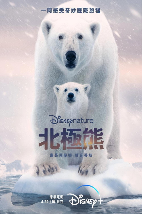 北极熊 海报