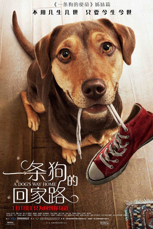 一条狗的回家路 海报