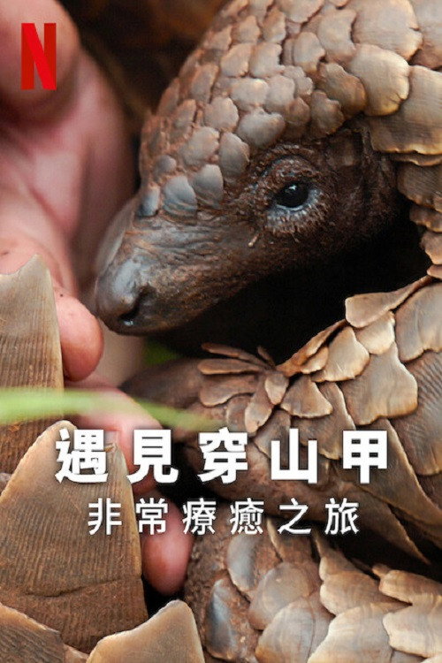 遇见穿山甲：非常疗愈之旅 海报